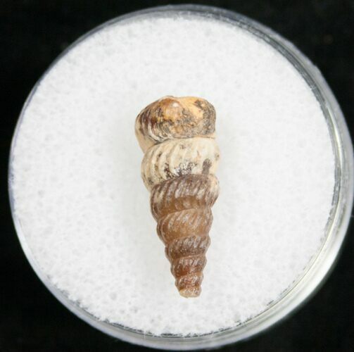 Agatized Gastropod From Morocco - #5563